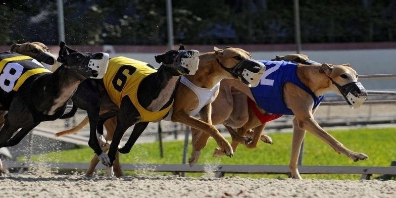 Cá Cược Đua Chó | Nắm Bắt Xu Hướng Giải Trí Trực Tuyến