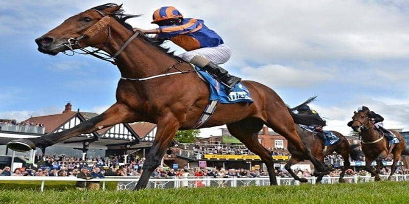 Đôi nét cơ bản cần nắm bắt về cá cược đua ngựa thời hiện đại